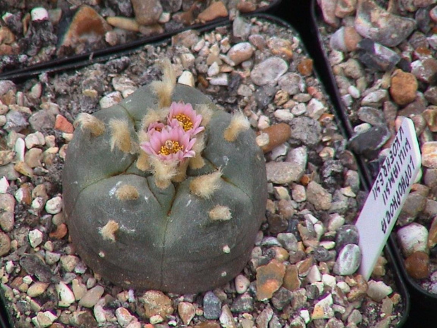 Lophophora williamsii v. koehresii