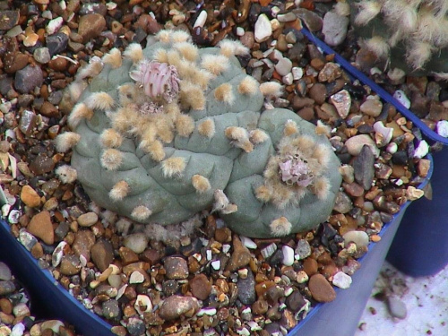 Lophophora Williamsii