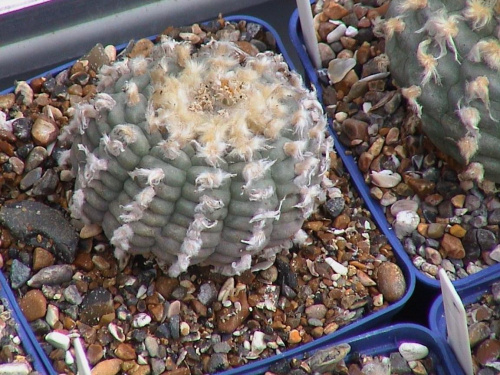 Lophophora Williamsii