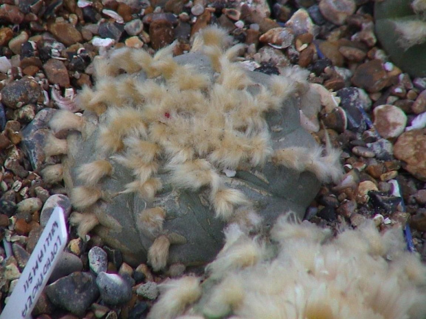 Lophophora Williamsii