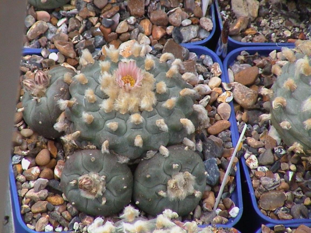 Lophophora Williamsii