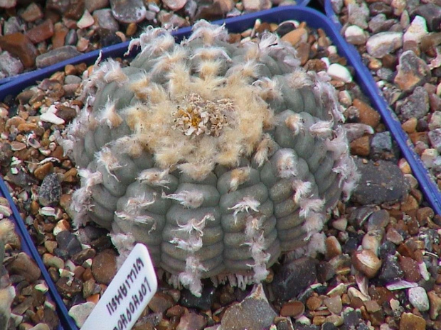 Lophophora Williamsii