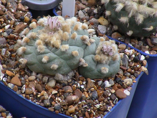 Lophophora Williamsii