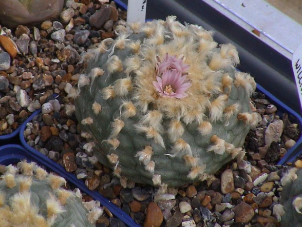 Lophophora Williamsii