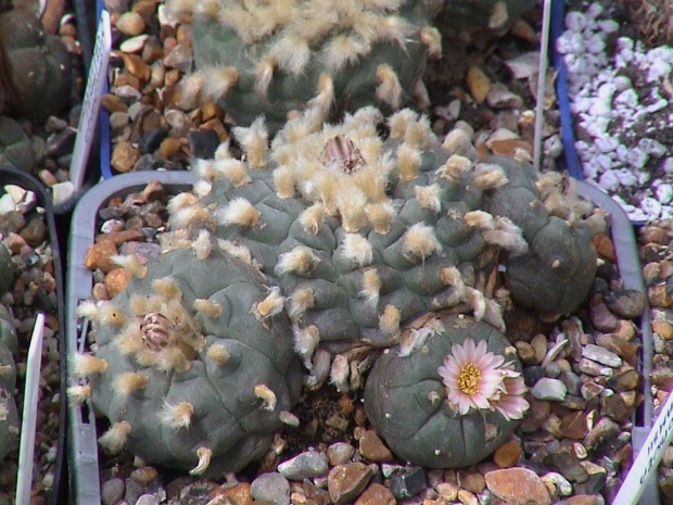 Lophophora Williamsii