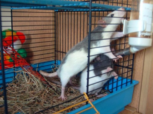szczury małe