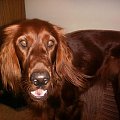 CHESTER