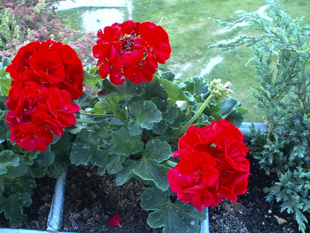 Pelargonia by Nokia N90