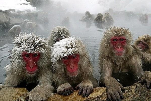 Małpy w ródłach termalnych.