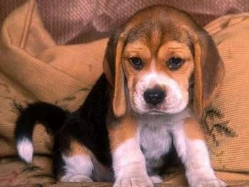 Beagle