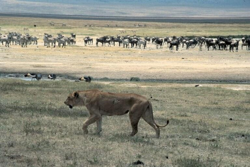 #zwierzęta #widoki #Afryka #krajobraz