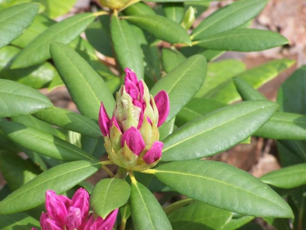 a to chyba rododendron