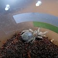 Brachypelma emilia
