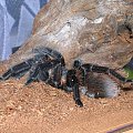 Brachypelma vagans