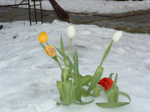 #przyroda #zima #śnieg #tulipany