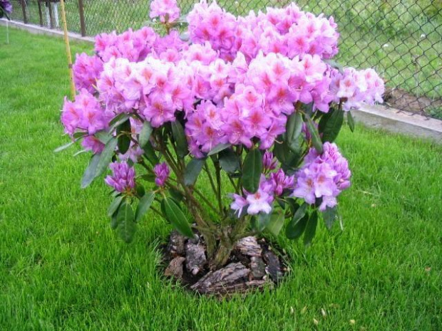 rododendron 1