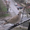 16.04.2006 - WIELKANOCNY GOŁĄB