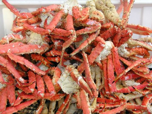 #kraby #KrabyKrólewskie #alaska #skorupiaki #KrabyStalina #rosja #krab