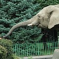 Słonik z uśmieszkiem... #Chorzów #zoo #przyroda #słoń #uśmiech #trąba #zwierzak #zwierzę #zyzio