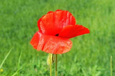 Mak #rower #rowery #wycieczka #turystyka #kwiat #kwiatki #mak #maki