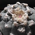 LOPHOPHORA williamsii #Lophophora #Kaktusy