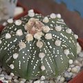 Astrophytum asterias #Astrophytum #Kaktusy