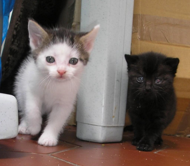 ...:::Koci przyjaciel DLA CIEBIE!!! do wzięcia:::... W dobre i kochające ręce oddam biało-szarosrebrystoczarne:) dwumiesięczne kotki płci obojga (osobno lub w komplecie) oraz miesięczną czarną koteczkę. Kotki są zdrowe i przejawiają dużą ochotę do zaba...