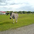 #zebra #safari #świerkocin