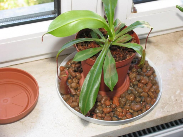 Nepenthes Ventrata