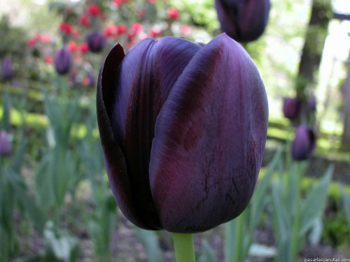 Tulipany #tulipany