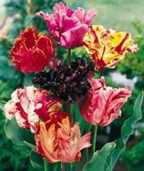Tulipany #tulipany