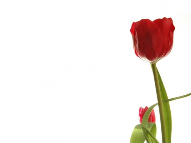 Tulipany, tuli pany #tulipany