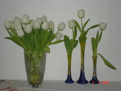 Tulipany od Jarka