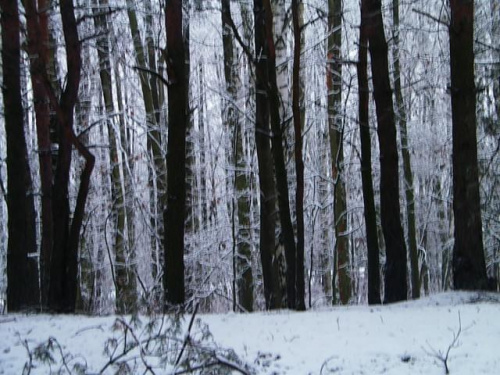 #las #zima #krajobraz #drzewa