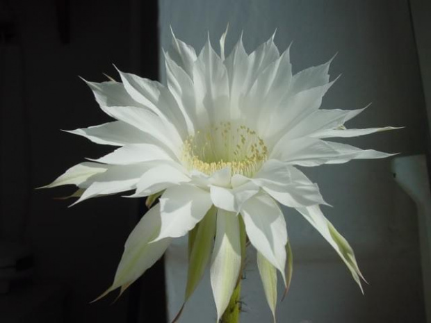 Echinopsis subdenudata