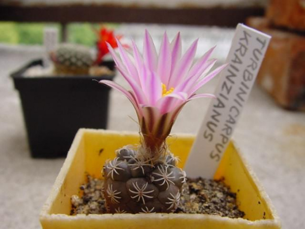 Turbinicarpus krainzianus