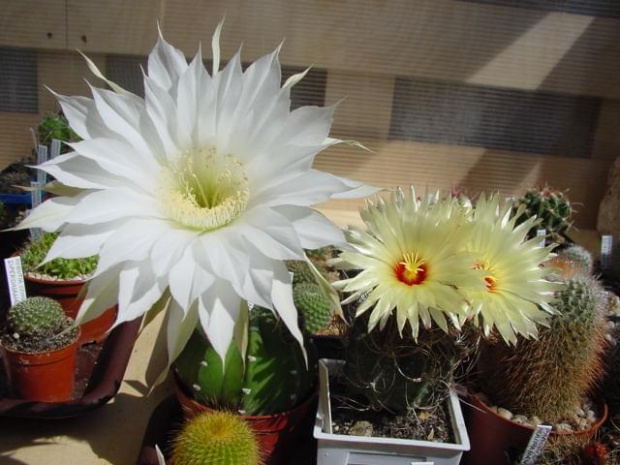 Echinopsis subdenudata i Astrophytum senile