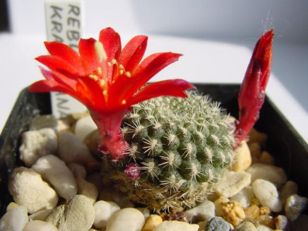 Rebutia krainziana