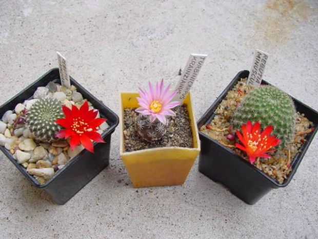 Rebutia krainziana, Turbinicarpus krainzianus i Rebutia minuscula