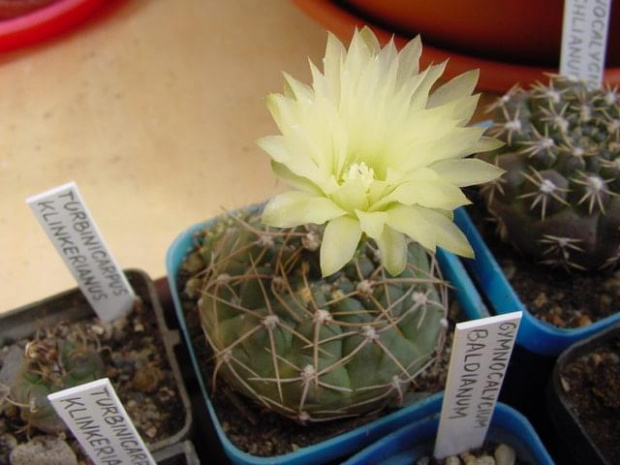 Gymnocalycium leeanum