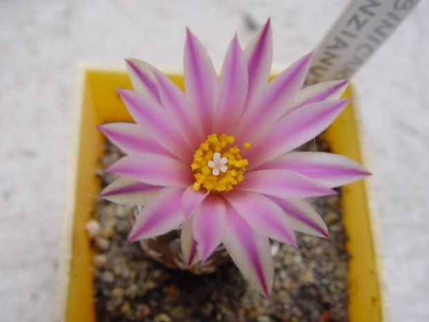 Turbinicarpus krainzianus