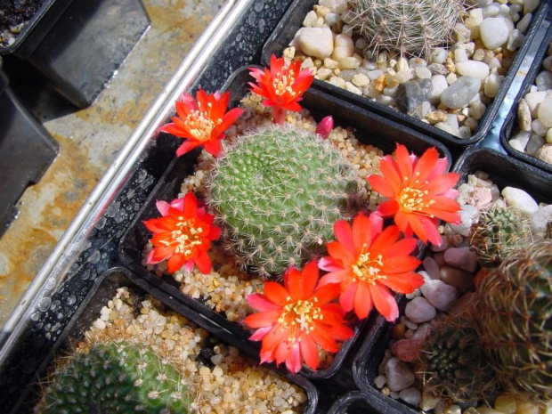 Rebutia minuscula