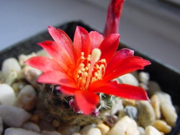 Rebutia krainziana