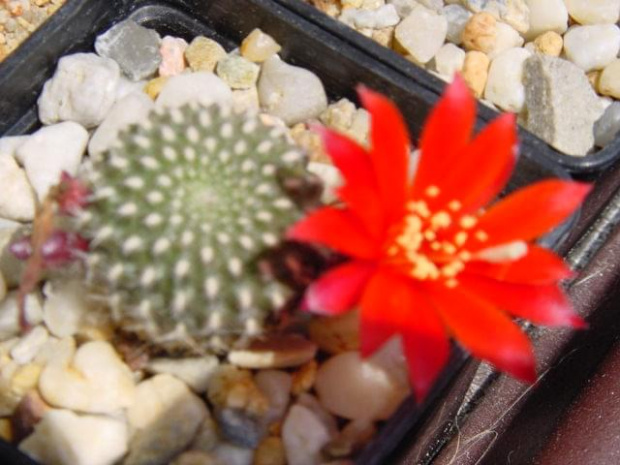 Rebutia krainziana