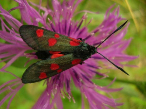 Motyl #motyl #KraśnikSiedmioplamisty