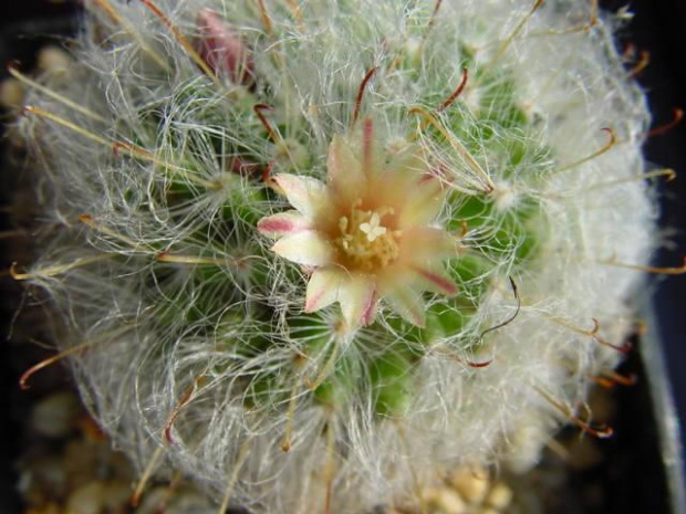 Mammillaria bocasana