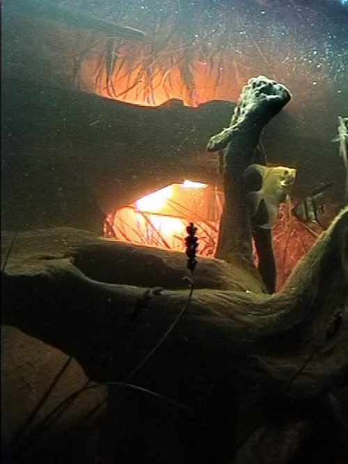 akwarium nocą-konar i rybki