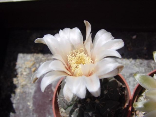 Gymnocalycium quechlianum