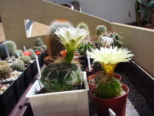 Gymnocalycium denudatum i Notocactus ottonis