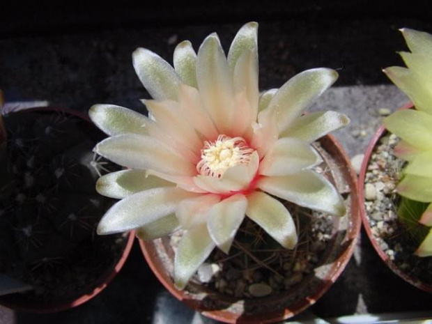 Gymnocalycium Sp.